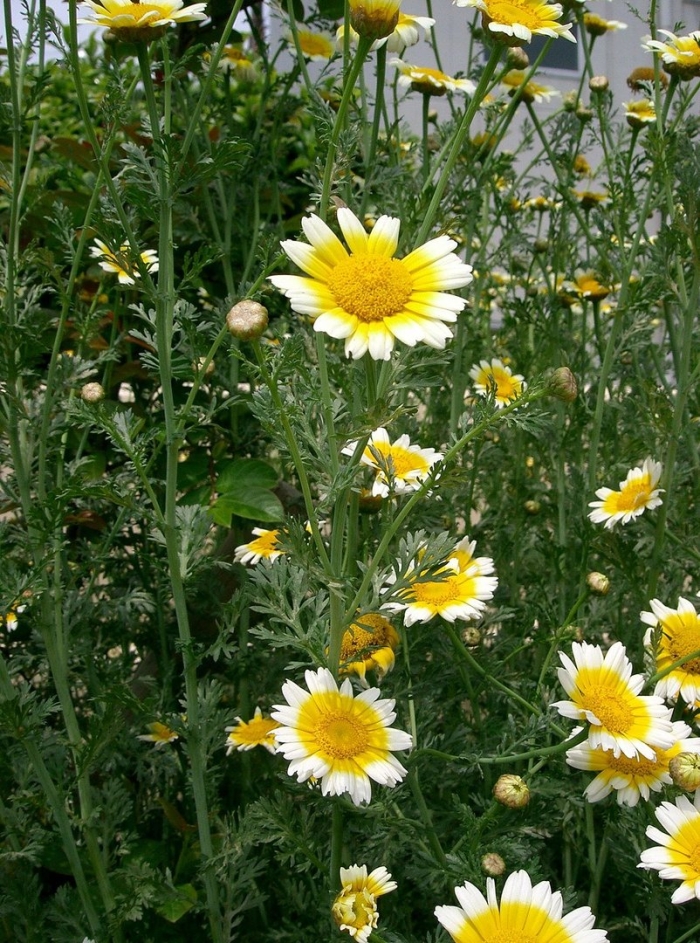 Chrysanthemum coronarium