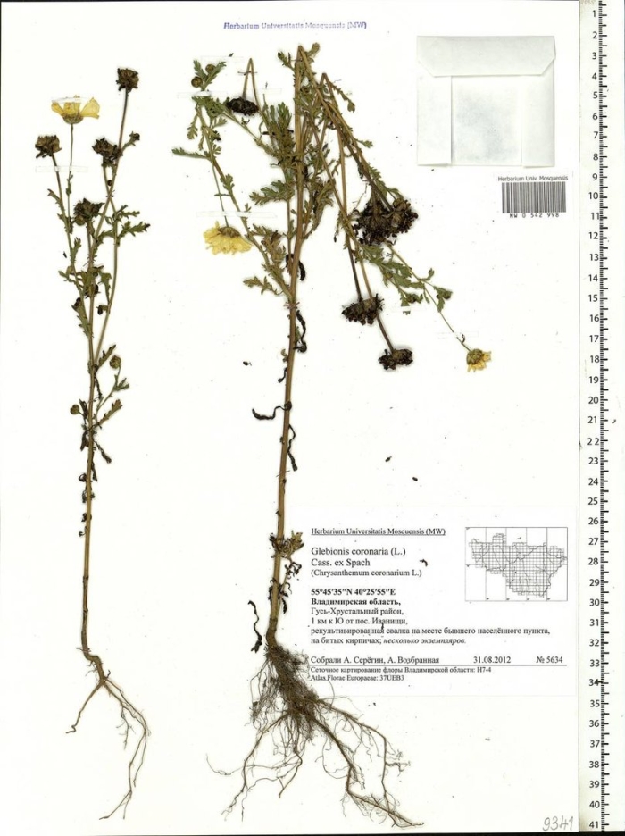 Хризантема увенчанная chrysanthemum coronarium l.