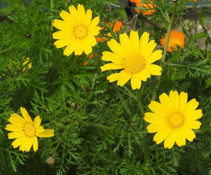 Хризантема увенчанная люси