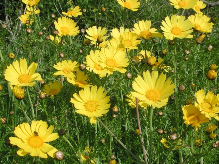 Anthemis tinctoria