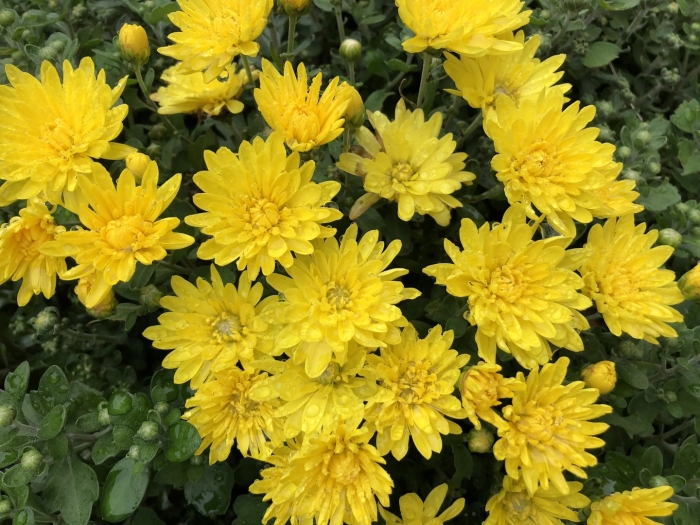 Хризантема мультифлора уранус