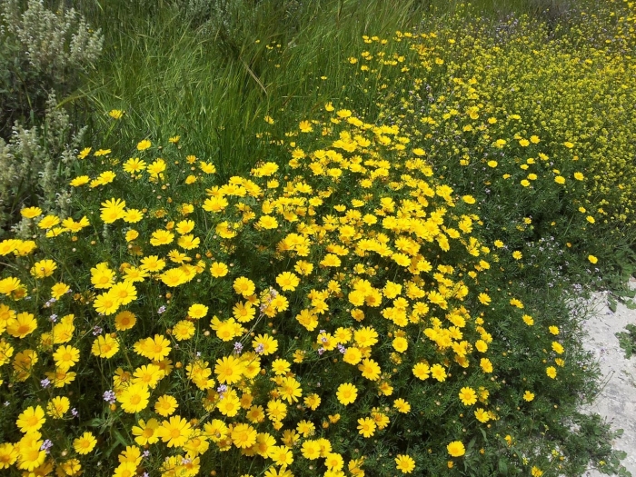 Chrysanthemum greens