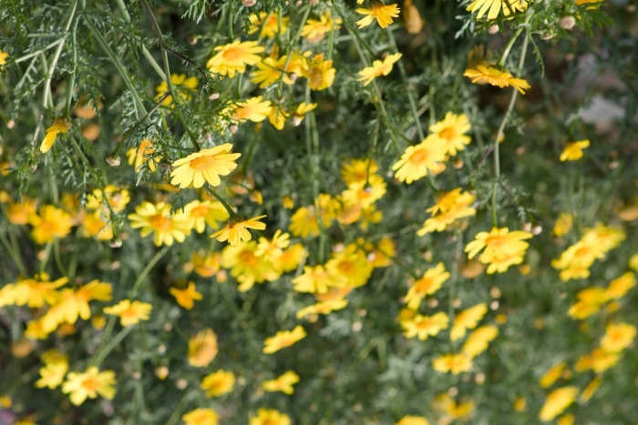 Жёлтая ромашка