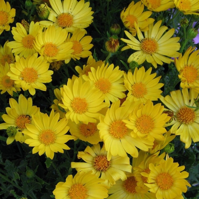 Хризантема мультифлора ромашка