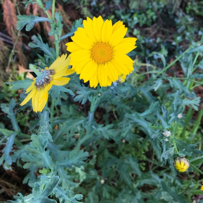 Златоцвет посевной