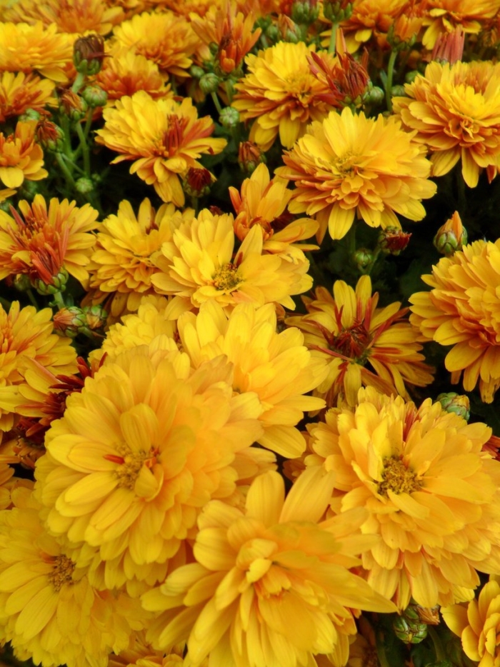 Хризантема увенчанная махровая голден