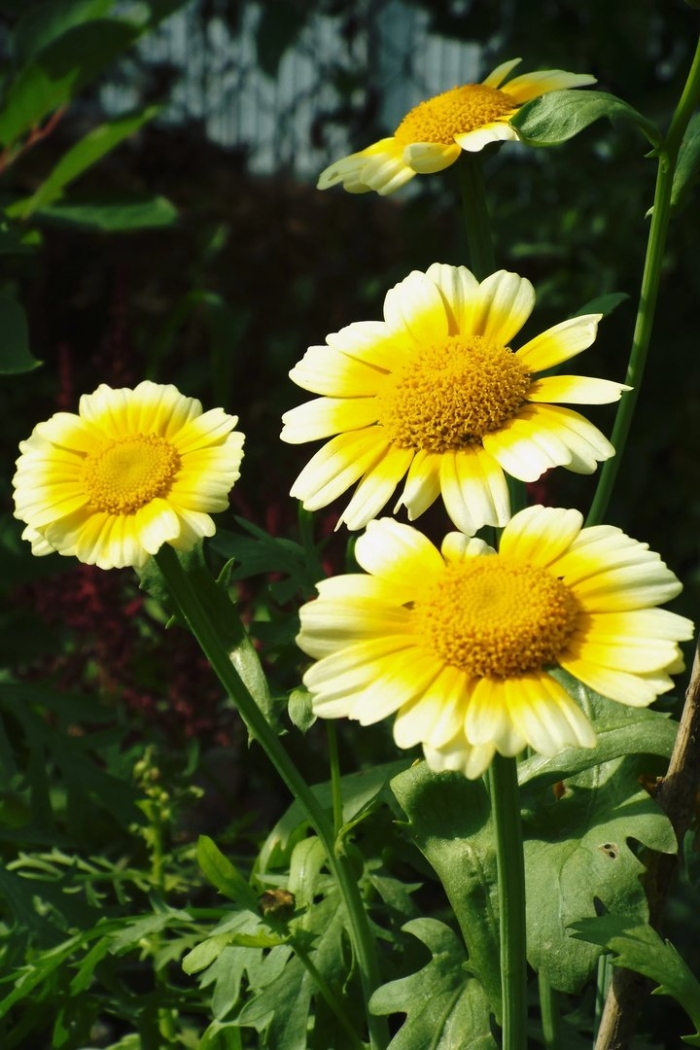 Многолетние хризантемы