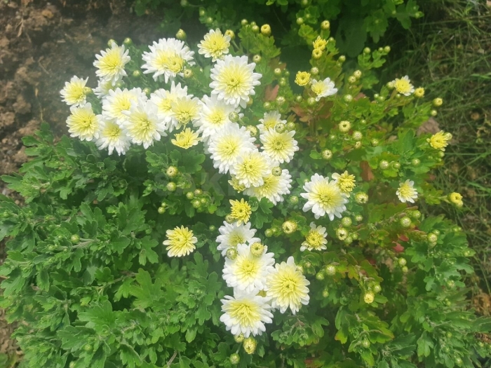 Хризантема корейская арлекин