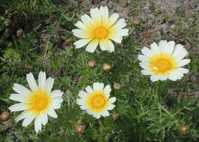 White and yellow flowers