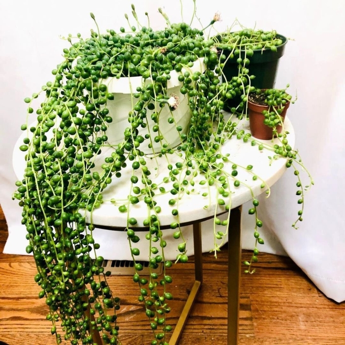 Крестовник сенецио роули