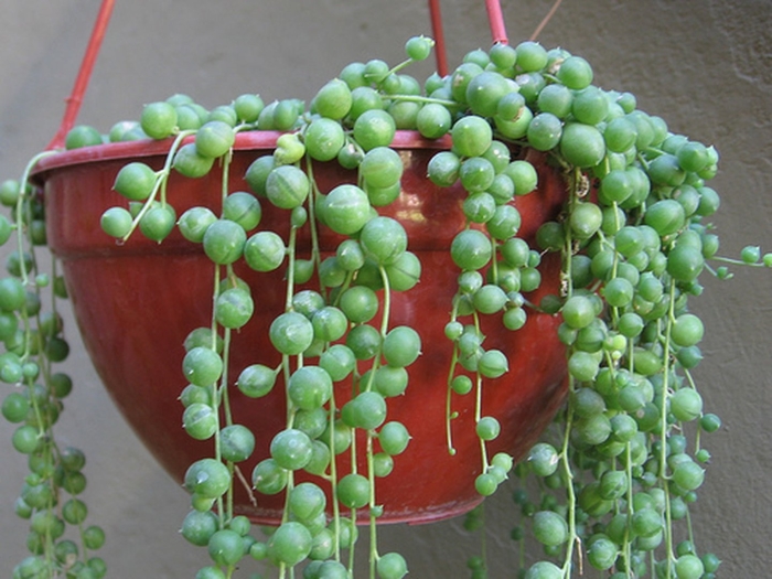 Крестовник роули