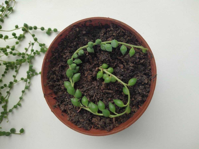 Крестовник роули