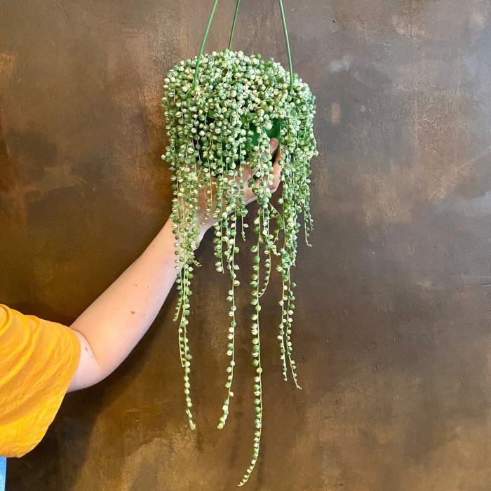 Крестовник сенецио роули