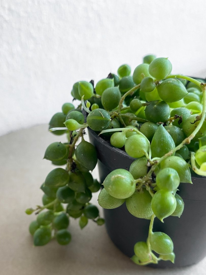 Крестовник сенецио роули