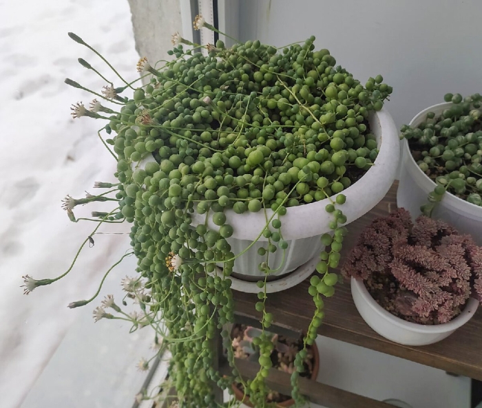 Крестовник сенецио роули