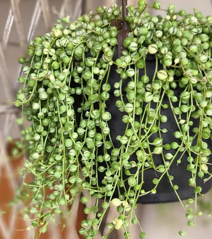 Крестовник цветок комнатный