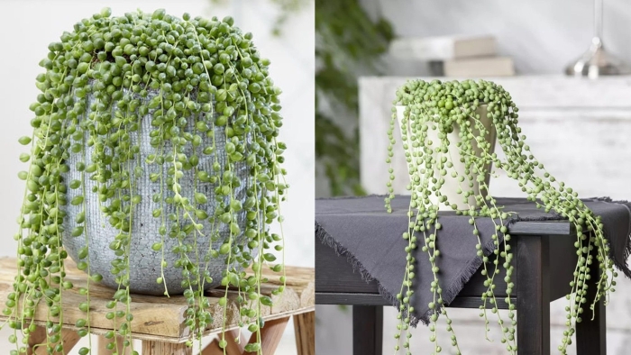 Крестовник сенецио роули