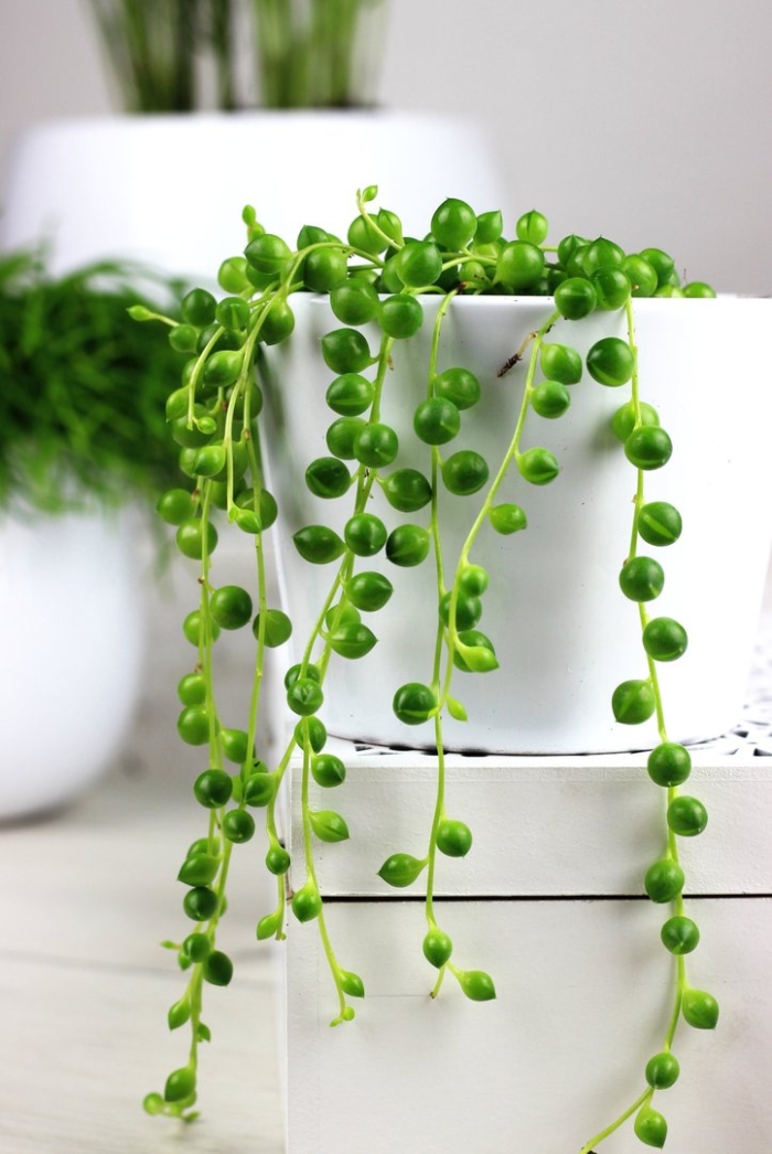 Крестовник роули