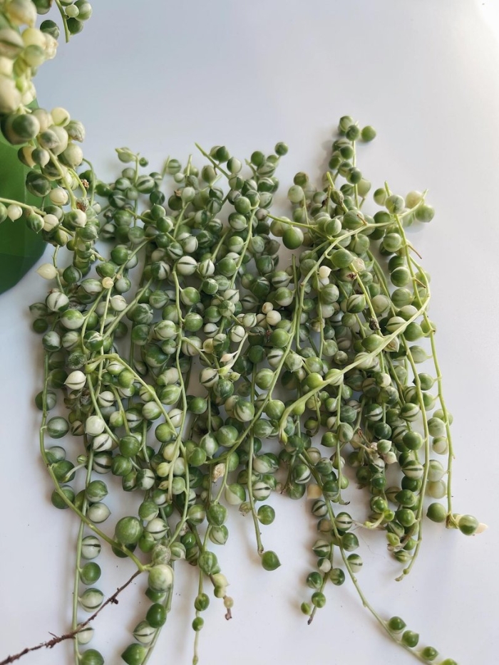 Крестовник роули вариегатный