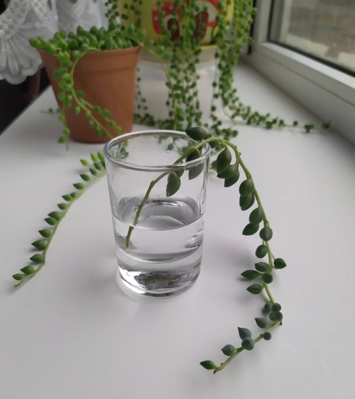 Роули крестовник