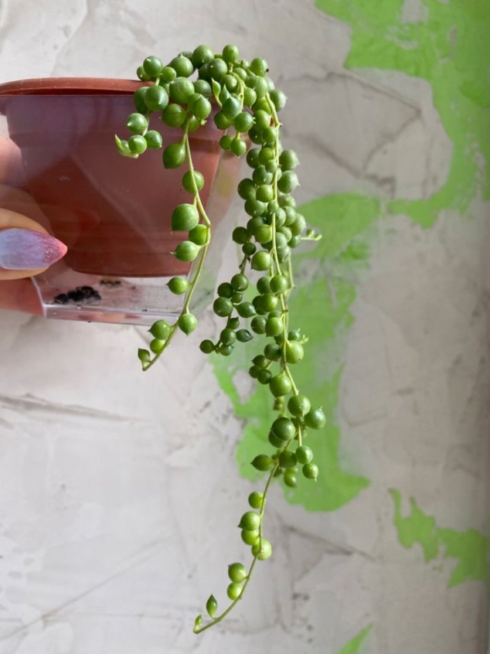 Суккулент крестовник роули