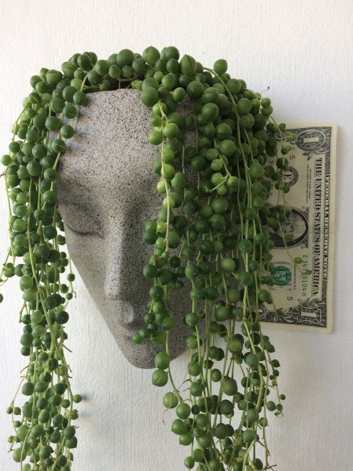 Суккулент ампельный