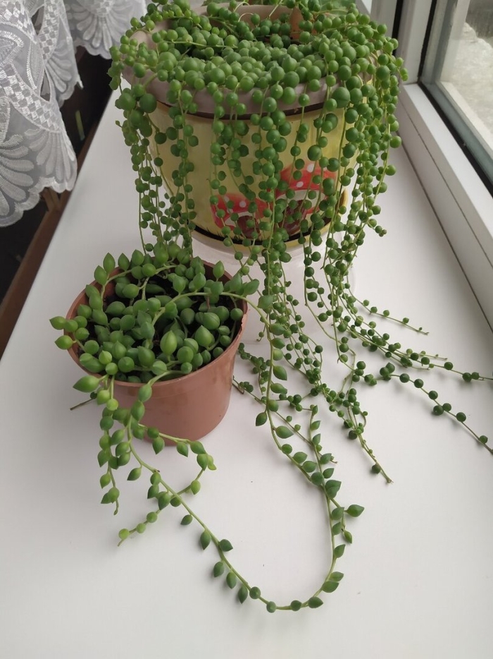 Крестовник роули