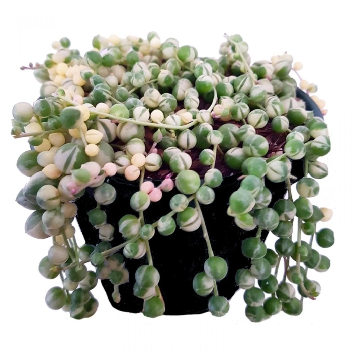 Крестовник роули (senecio rowleyanus)