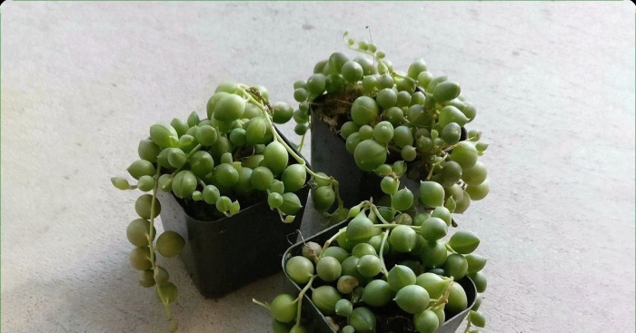 Сенецио rowleyanus d8 h20