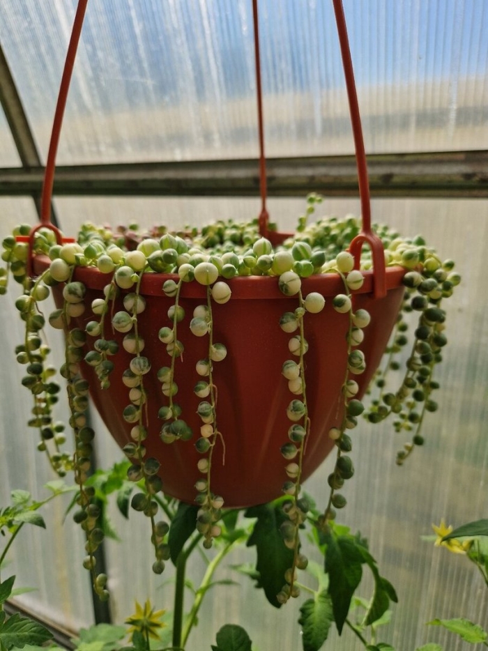 Крестовник роули черенок