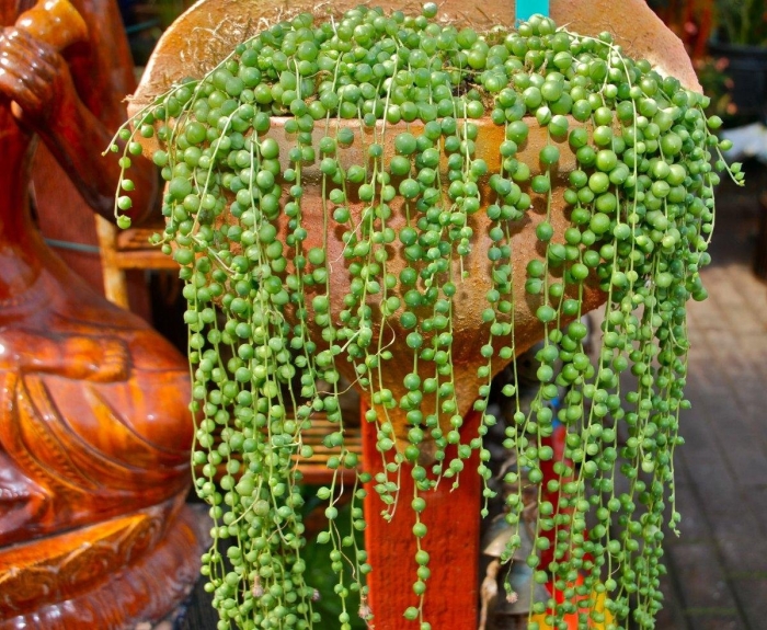 Крестовник роули