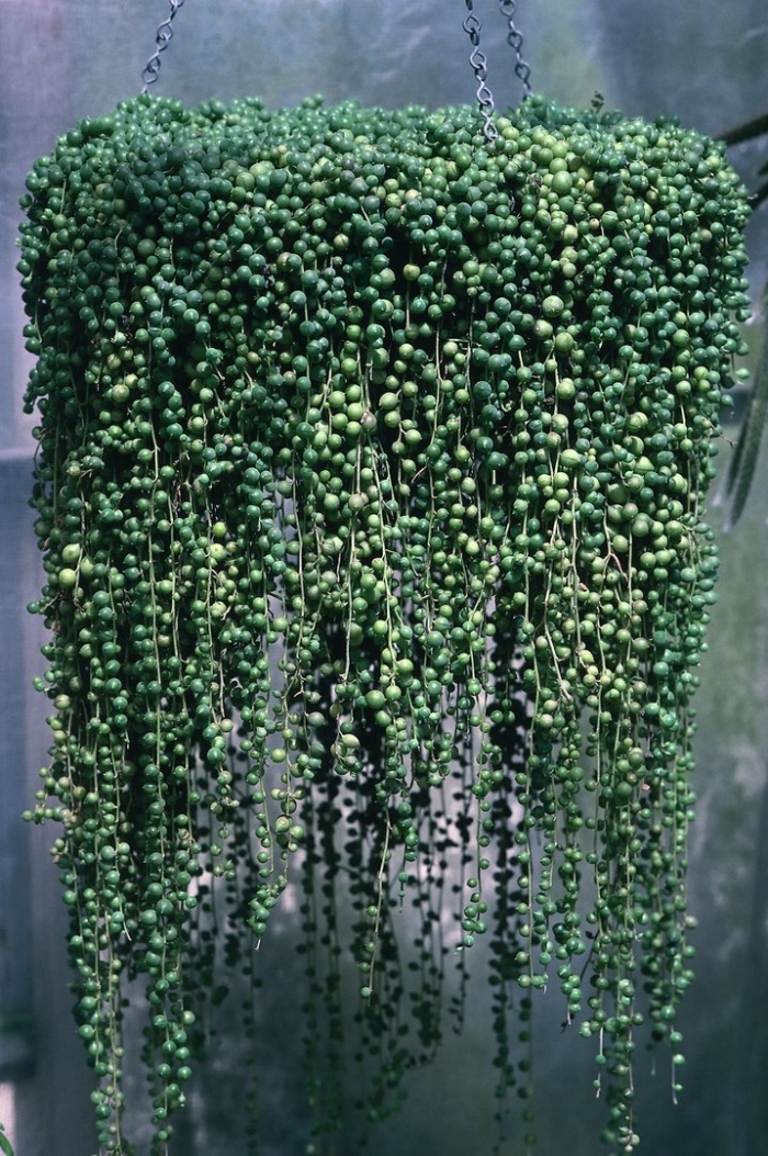 Роули крестовник