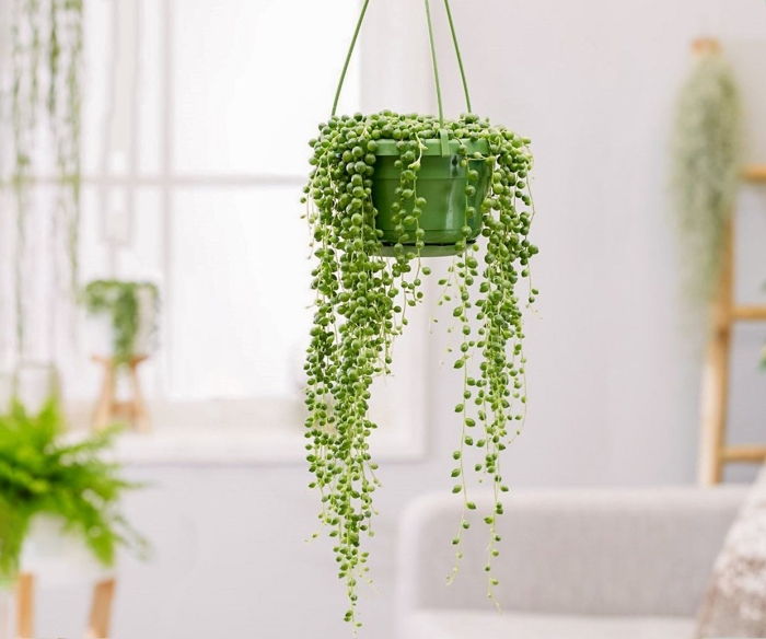 Цветок крестовник