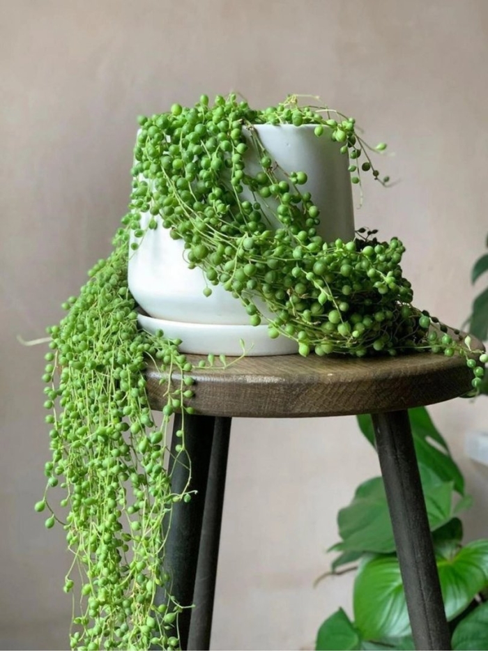 Крестовник роули