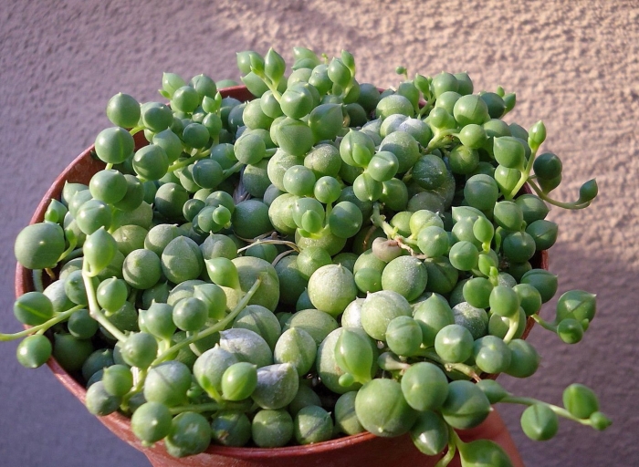 Суккулент senecio rowleyanus