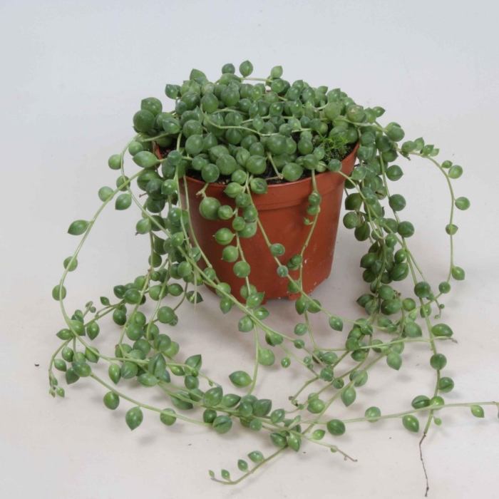 Роули крестовник