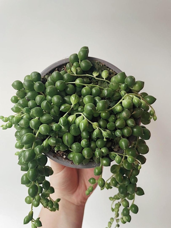 Суккулент крестовник роули