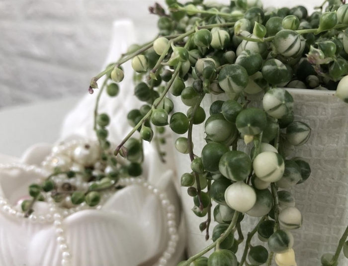 Крестовник роули