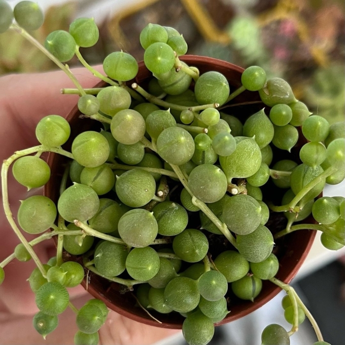 Суккулент крестовник роули