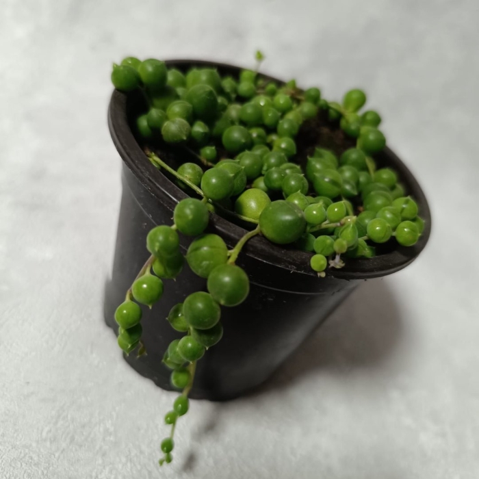 Крестовник роули