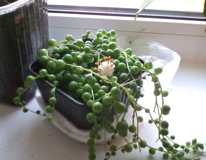 Крестовник сенецио