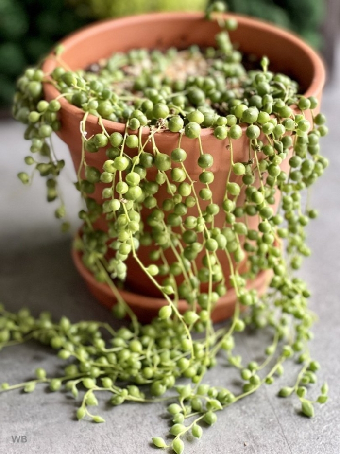 Крестовник крассула