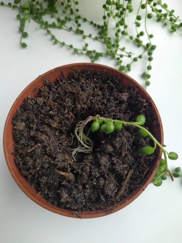 Крестовник роули лимоновидный