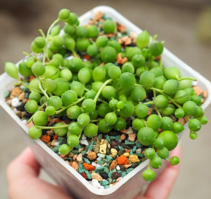 Крестовник роули