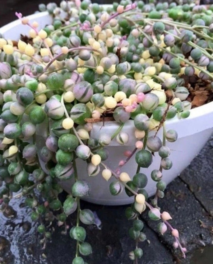 Роули крестовник