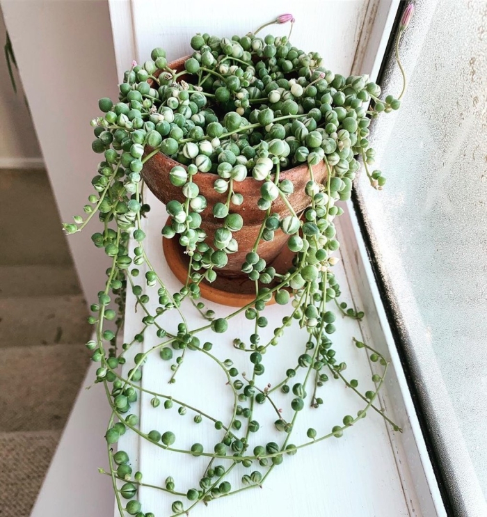 Крестовник сенецио роули