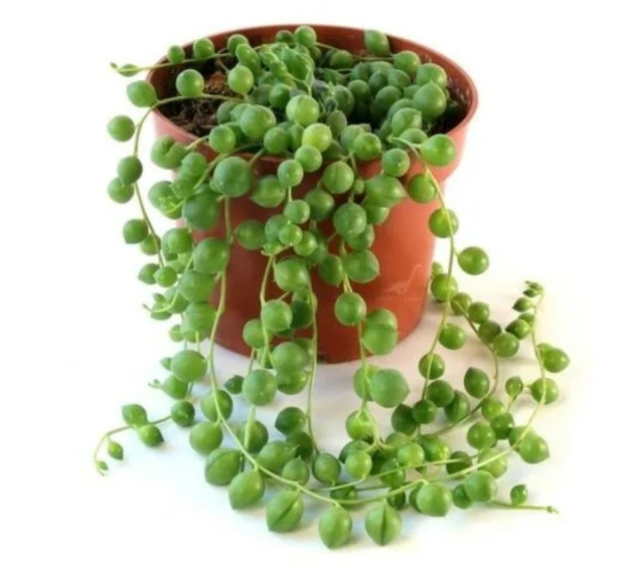 Крестовник роули