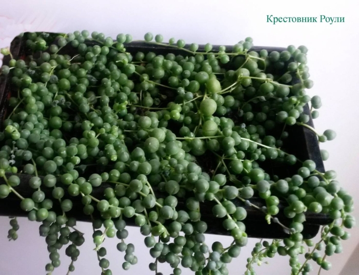 Крестовник роули