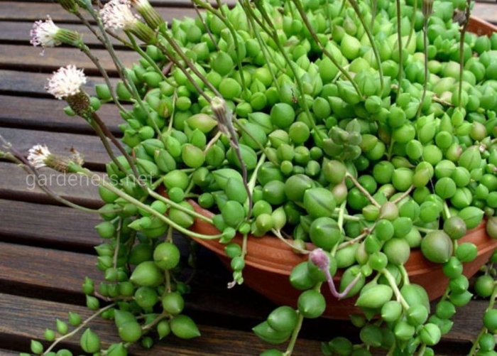 Крестовник роули