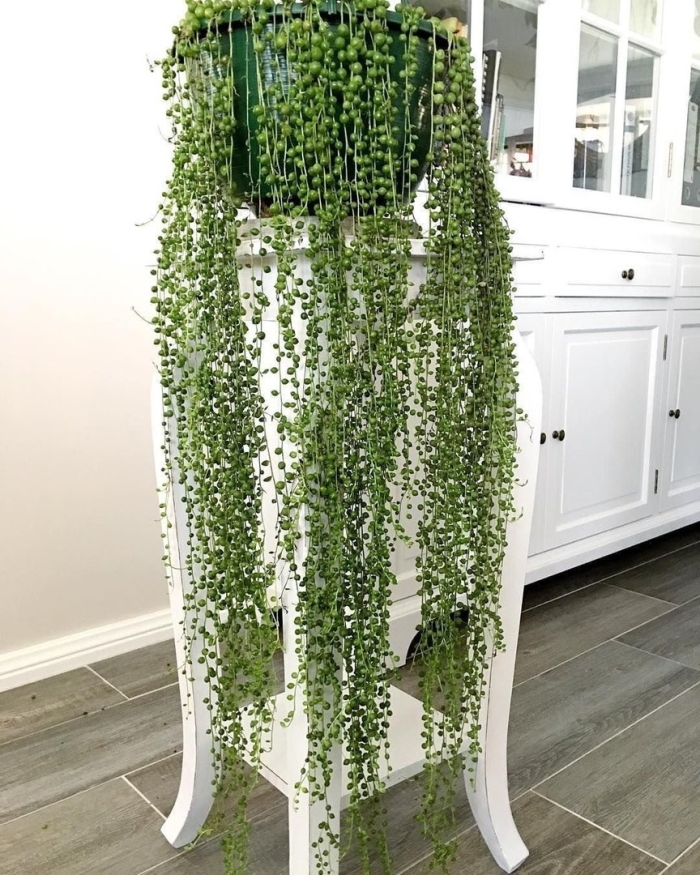 Роули крестовник